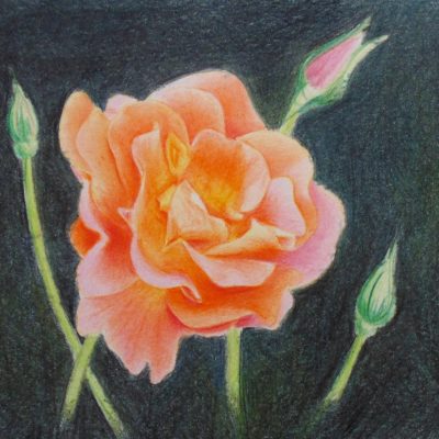 How to Draw a Rose with Colored Pencils