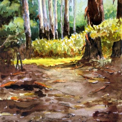 How to Paint Bluegum Trees in Forest in Watercolor