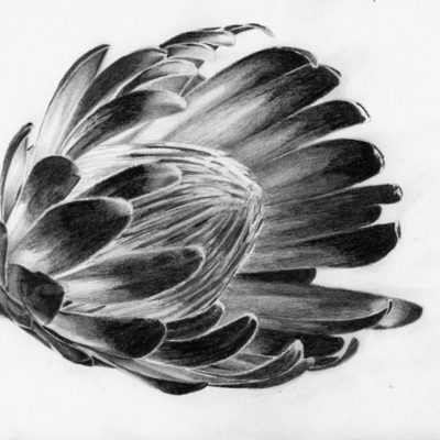 How to Draw a Protea Flower