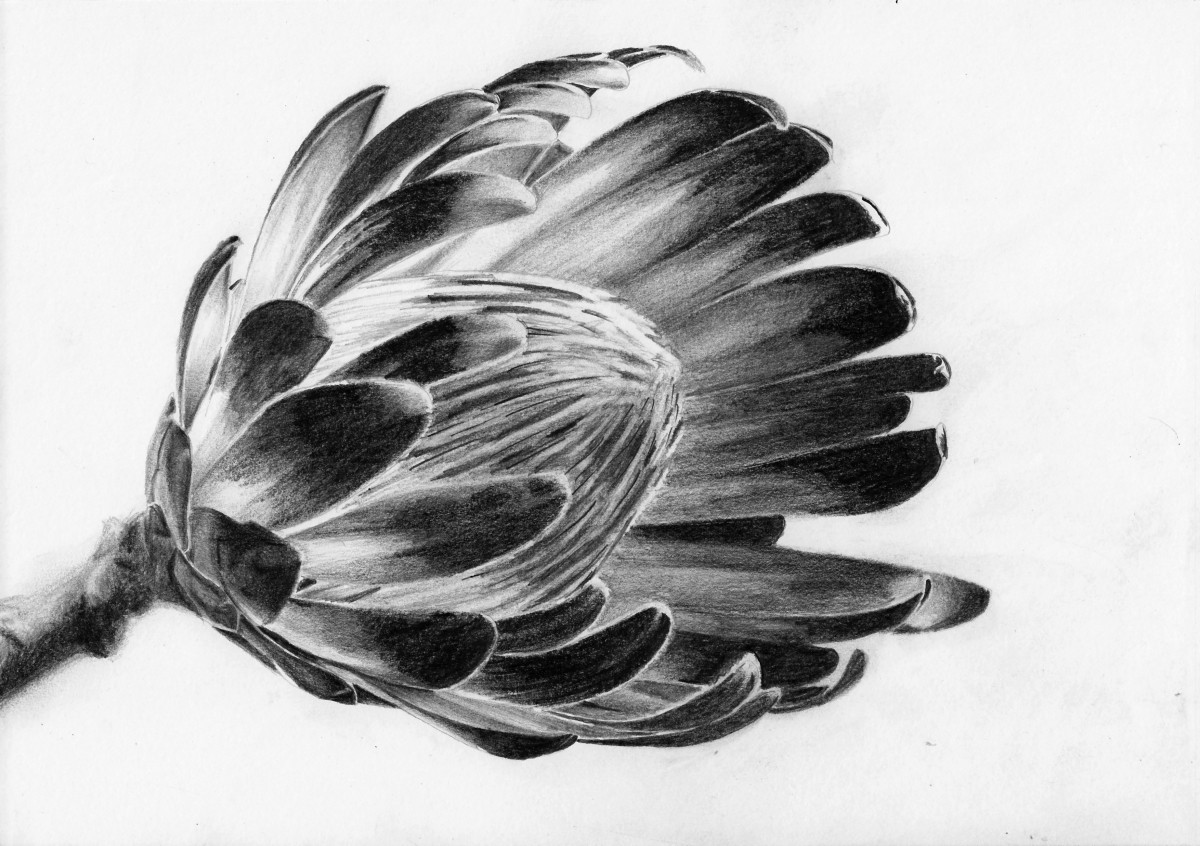 how-to-draw-flower-protea-final-1200