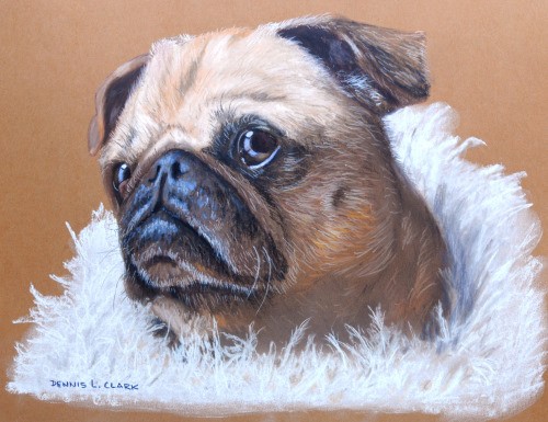 How to Draw a Pug Portrait in Pastel