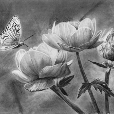 How to Draw a Butterfly on a Flower
