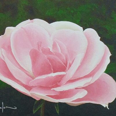 How to Paint a Rose in Acrylic