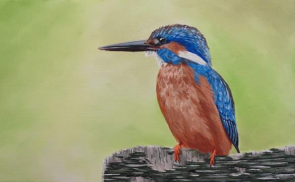 How to Paint a Kingfisher in Acrylic