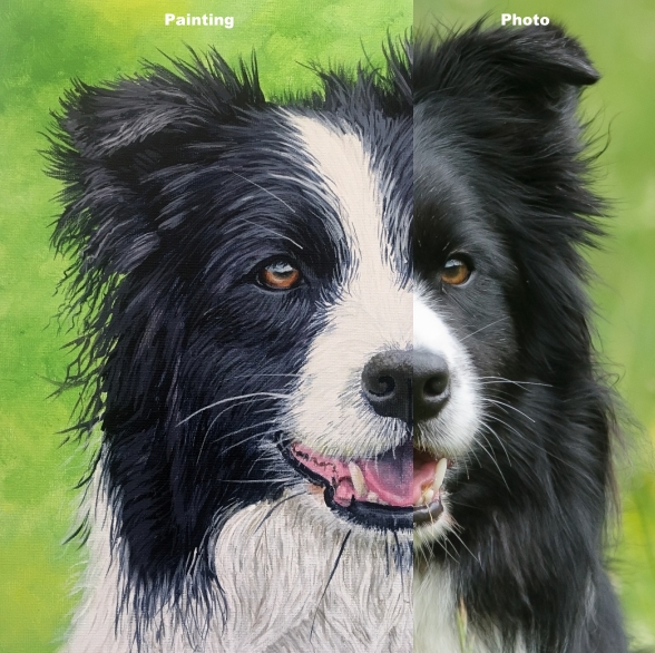How to paint a realistic Border Collie dog painting course
