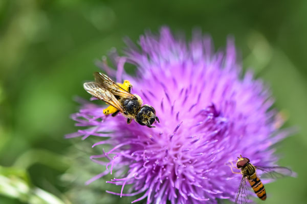 10-painting-with-complementary-colors-bee complementary colours with flower and bee