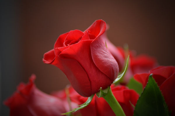9-painting-with-complementary-colors-rose complementary colours in a rose