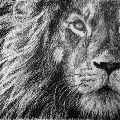 How to Draw a Lion Portrait