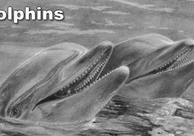 How to Draw Dolphins