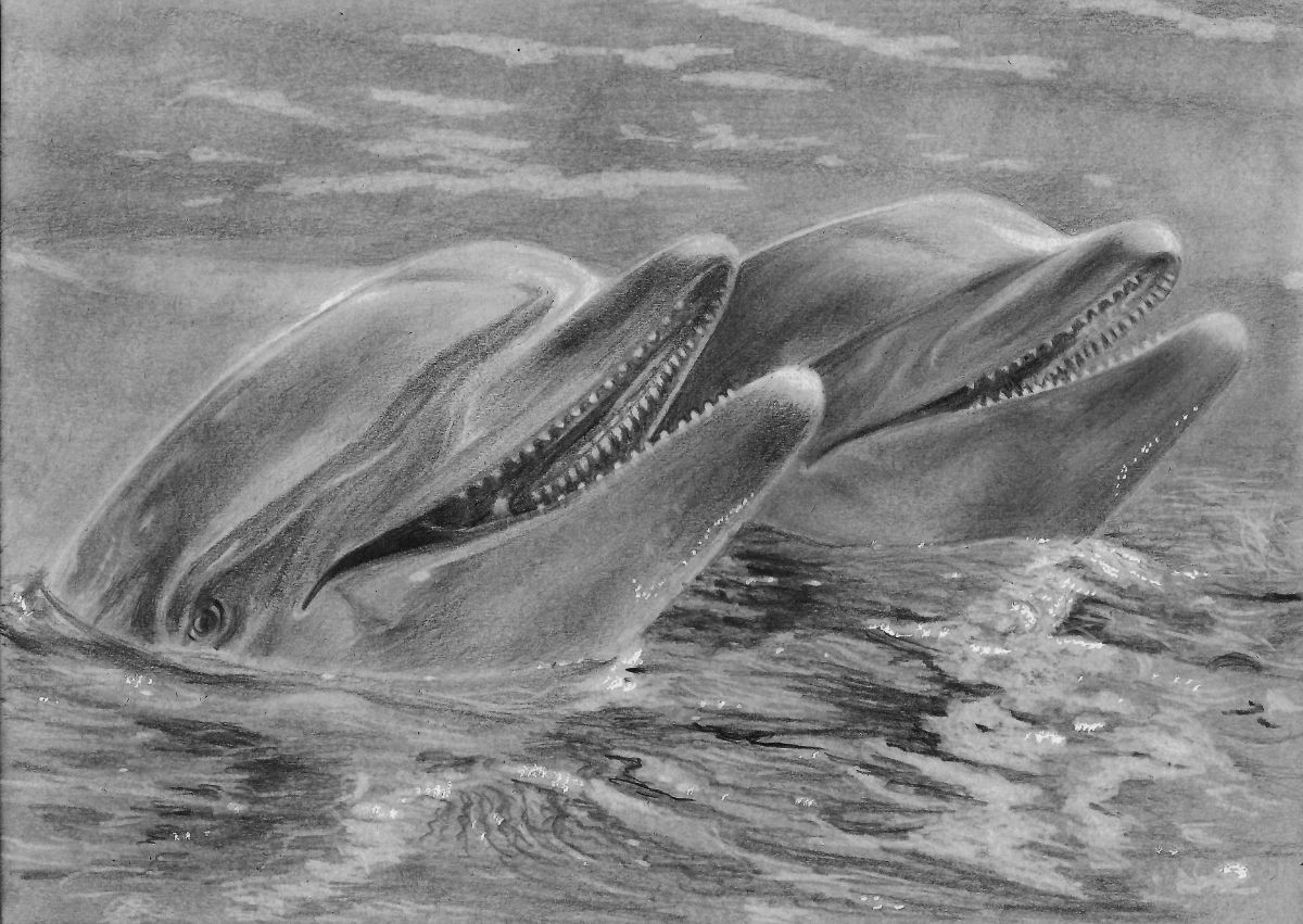 how-to-draw-dolphins-final-1200-80