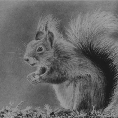 How to Draw a Squirrel