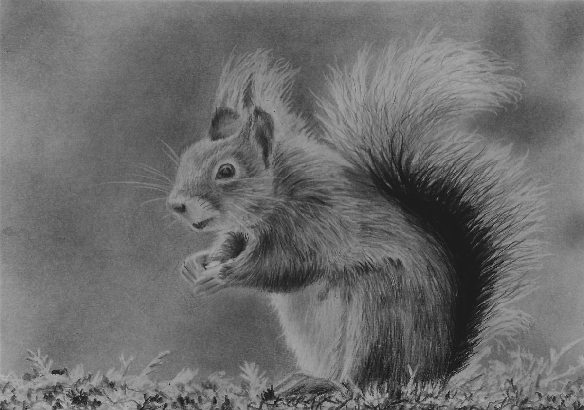 how-to-draw-squirrel-final-1200-80