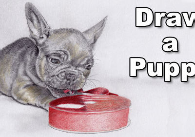 How to Draw a French Bulldog Puppy