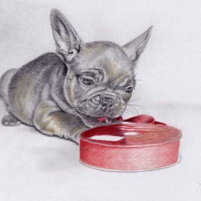 How to Draw a French Bulldog Puppy