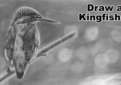 How to Draw a Kingfisher