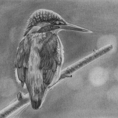 How to Draw a Kingfisher