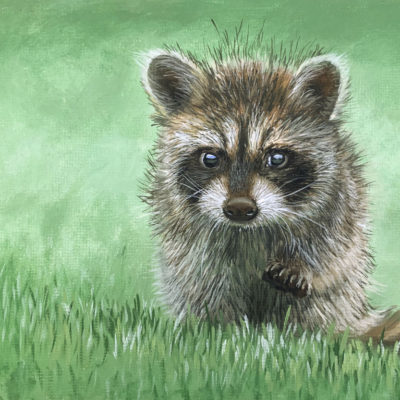How to Paint a Raccoon in Oil