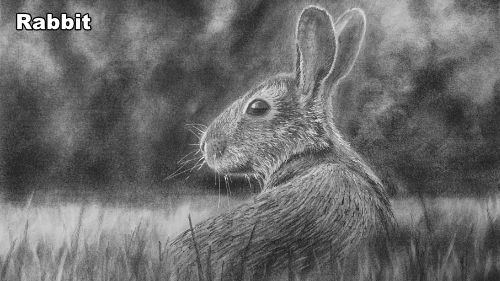 how-to-draw-a-rabbit-banner-1920