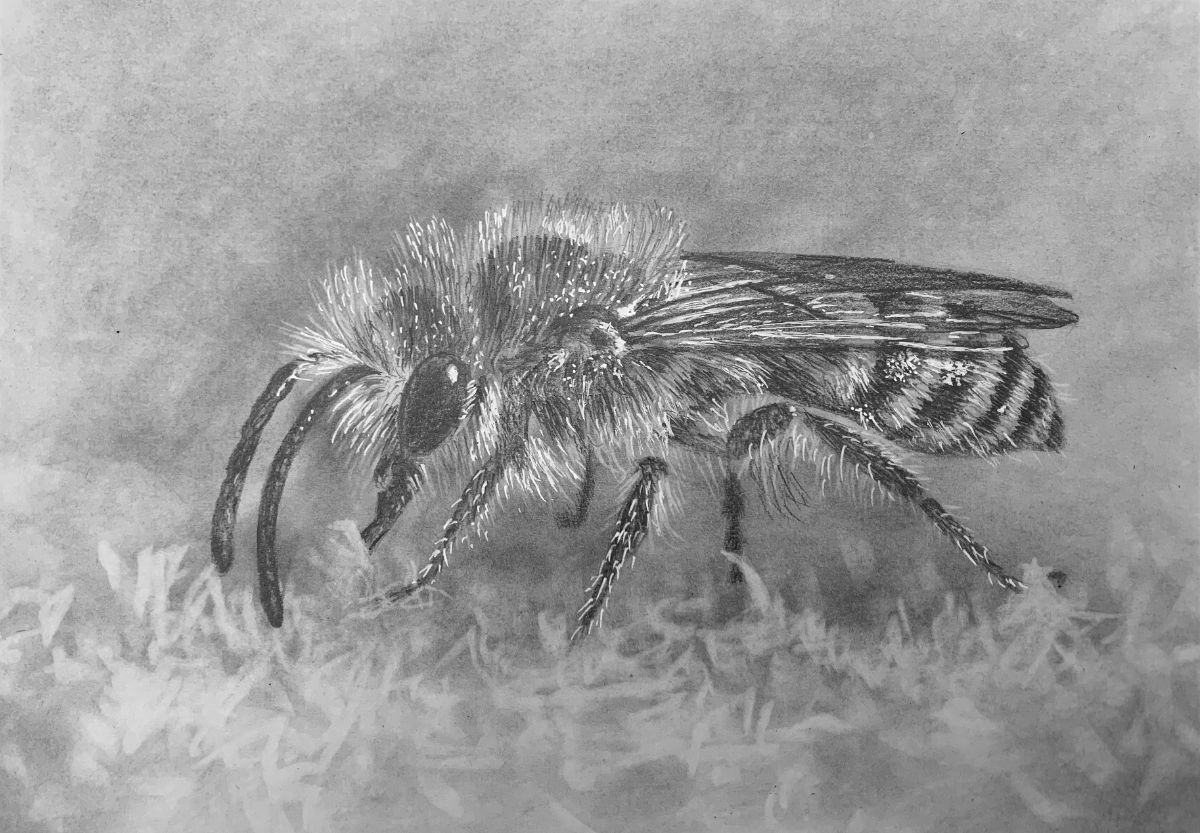 how-to-draw-a-bee-1200-80