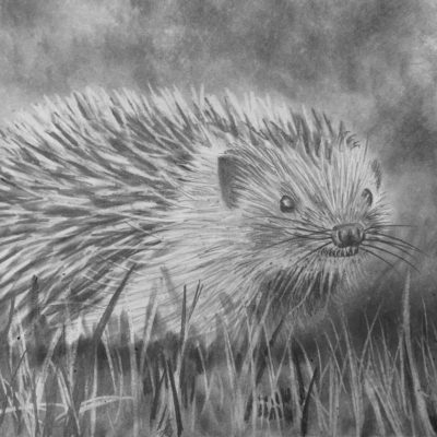 How to Draw a Hedgehog