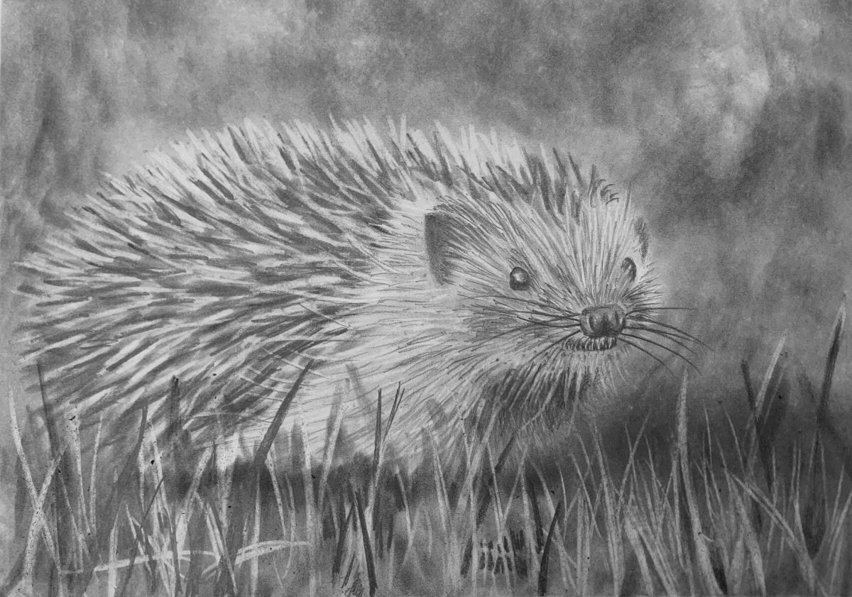 how-to-draw-hedgehog-final-1200-80