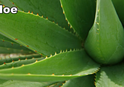 How to Paint an Aloe in Acrylic