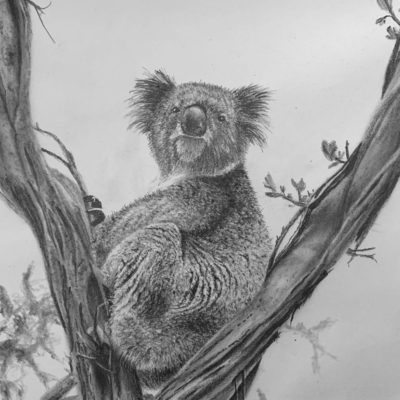 How to Draw a Koala