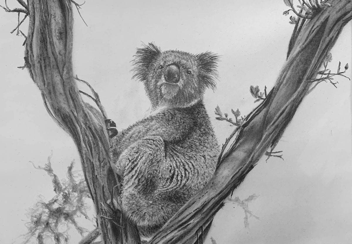 how-to-draw-a-koala-final-1200-80