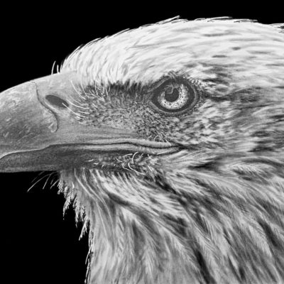 Drawing a Bald Eagle