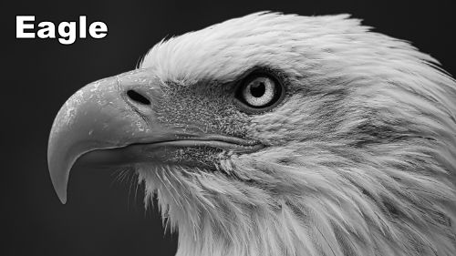 how-to-draw-a-bald-eagle-portrait-banner-1920