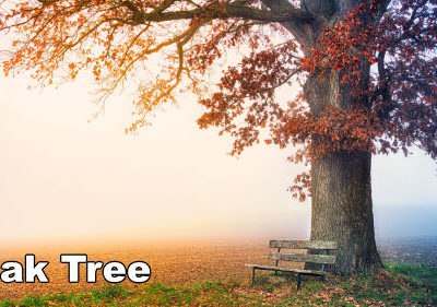 How to Paint an Oak Tree