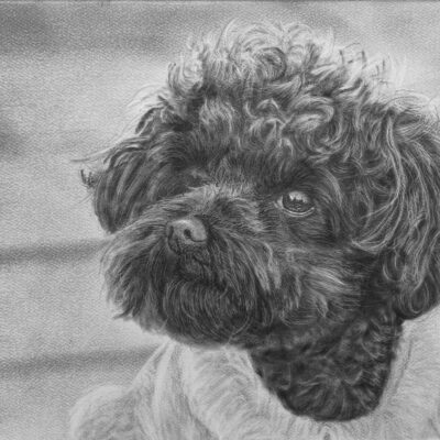 How to Draw Curly Hair Dogs