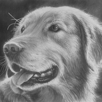 Draw a Realistic Golden Retriever
