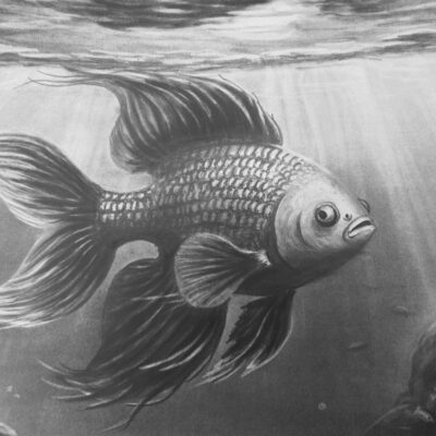 Drawing Realistic Siamese Fighter Fish
