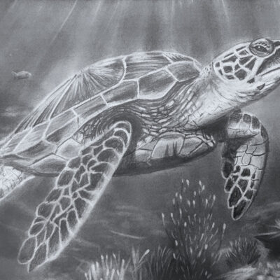 How to Draw a Turtle Underwater