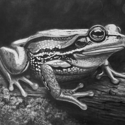 How to Draw a Realistic Marsh Frog