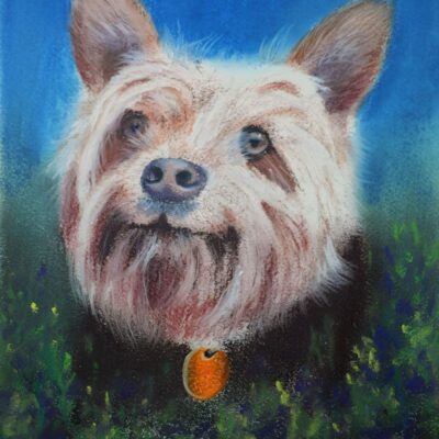 How to Draw a Long Hair Dog in Pastel